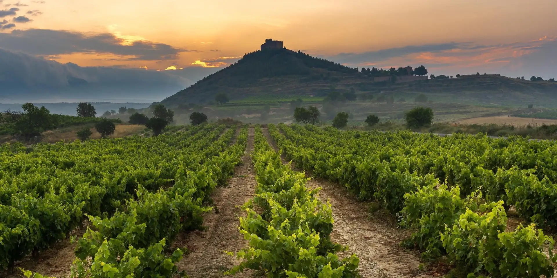 Vinedos en hilera durante el otono en Ribera del Duero con hojas doradas