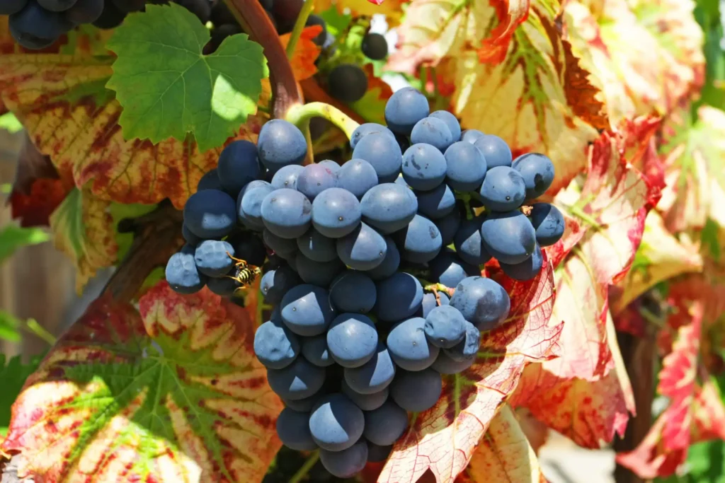 uva mencia